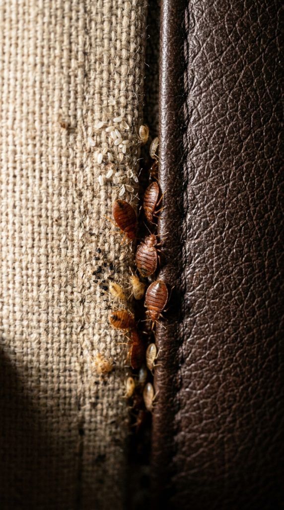 SOFA SURPRISE: I FOUND THIS HIDDEN IN A CRACK OF MY COUCH… PLEASE DON’T TELL ME IT’S BED BUGS!