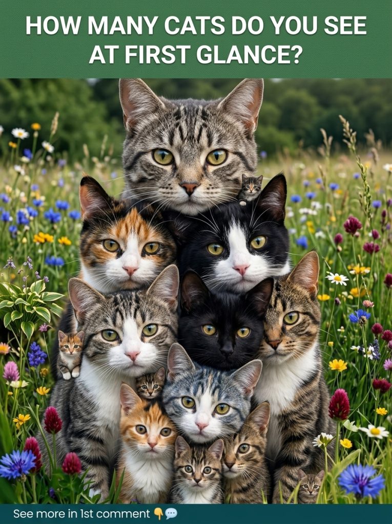 CHECK YOUR PERSONALITY BASED ON HOW MANY CATS YOU CAN SPOT